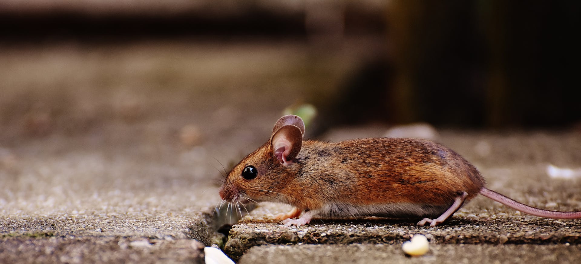 Brown Mouse on Brown Tile