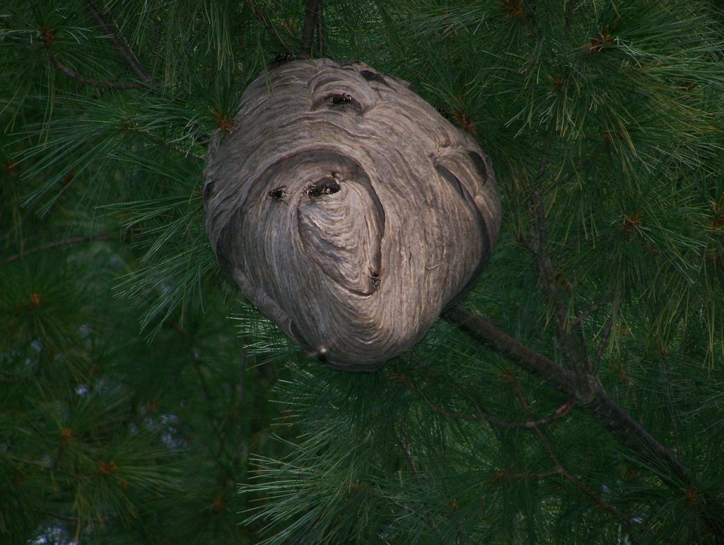 hornet nest, insect, fly