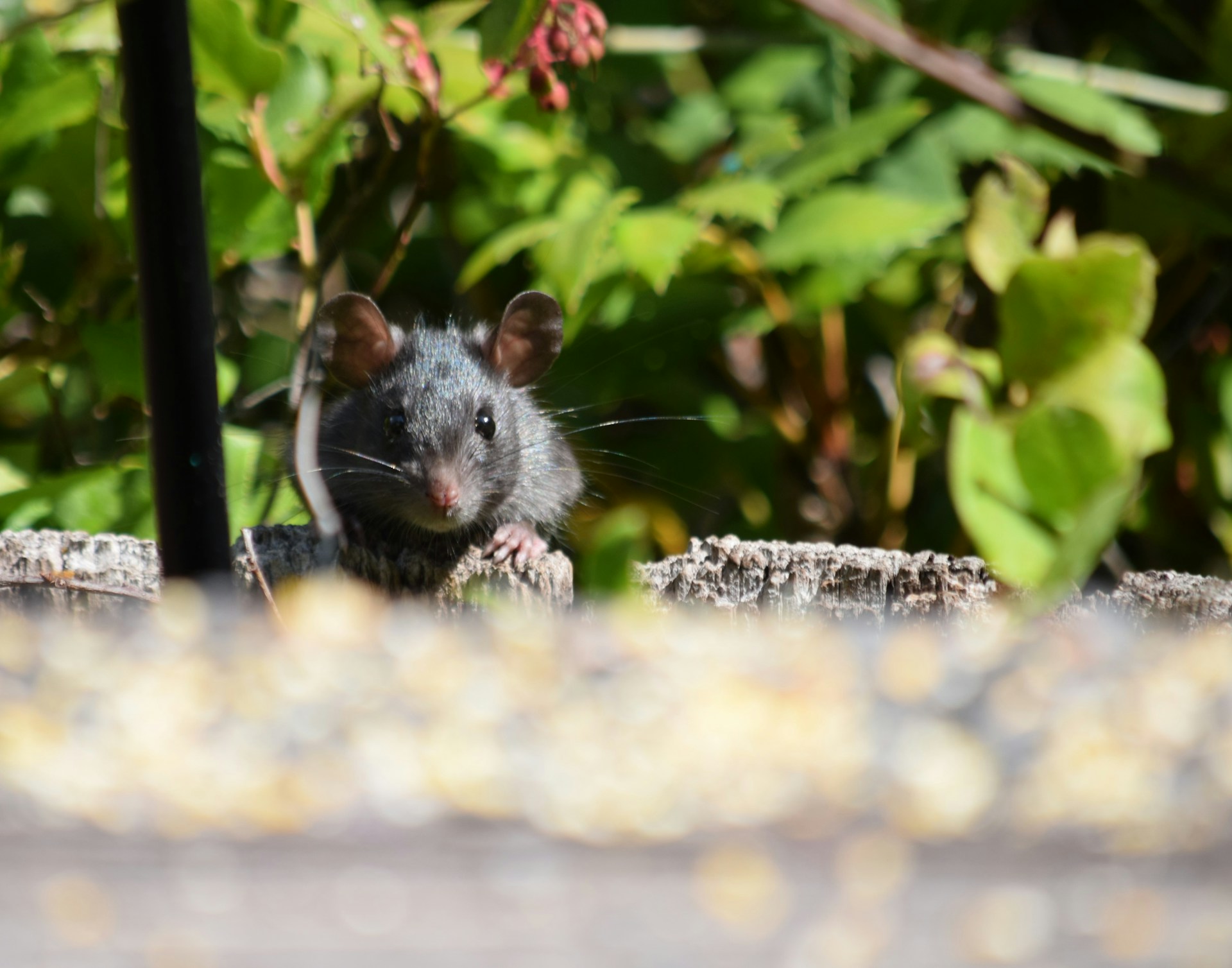 a rat is sitting on the ground in front of some bushes